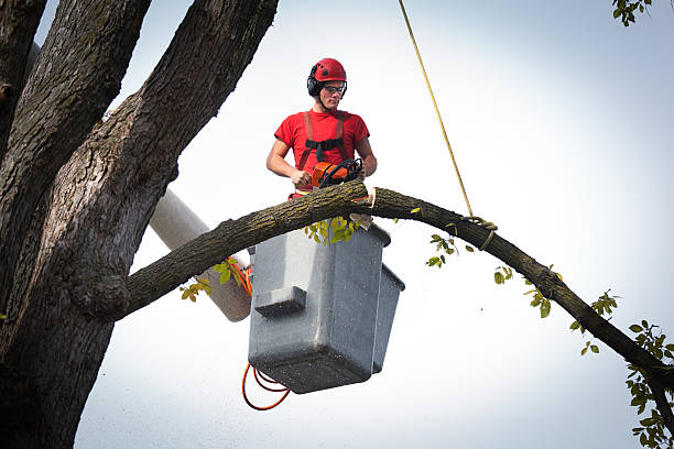 Best Commercial Tree Services  in Teaticket, MA